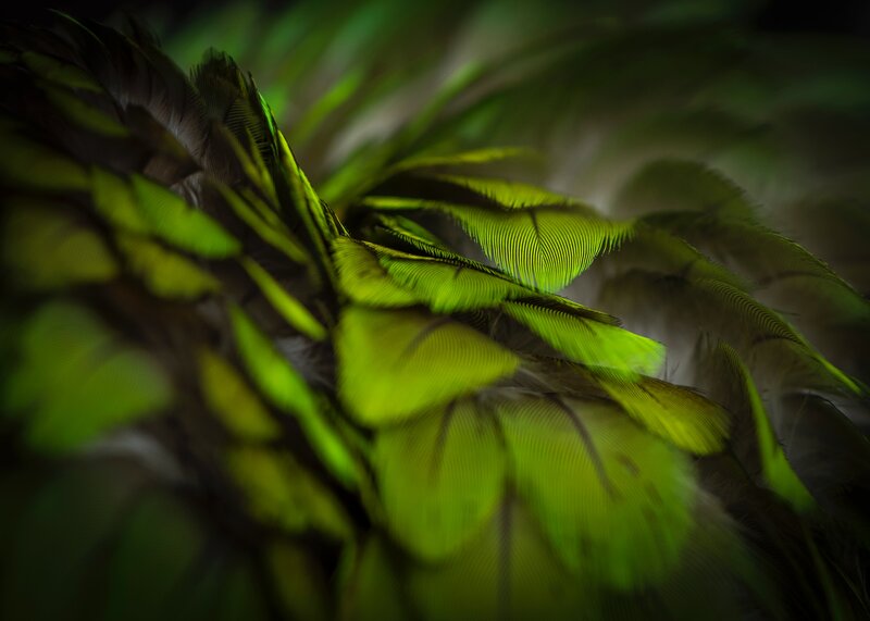 Green Bird Feathers — Dramatic