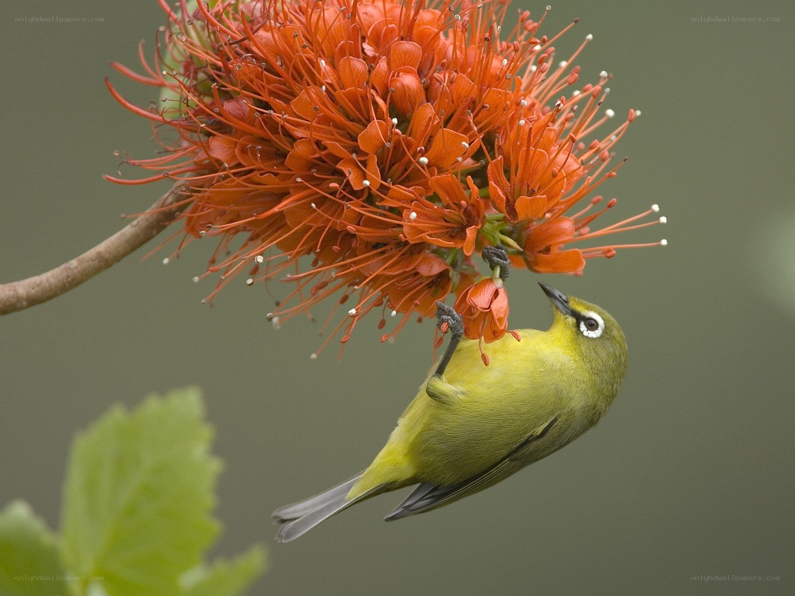 Green bird feeding on flower