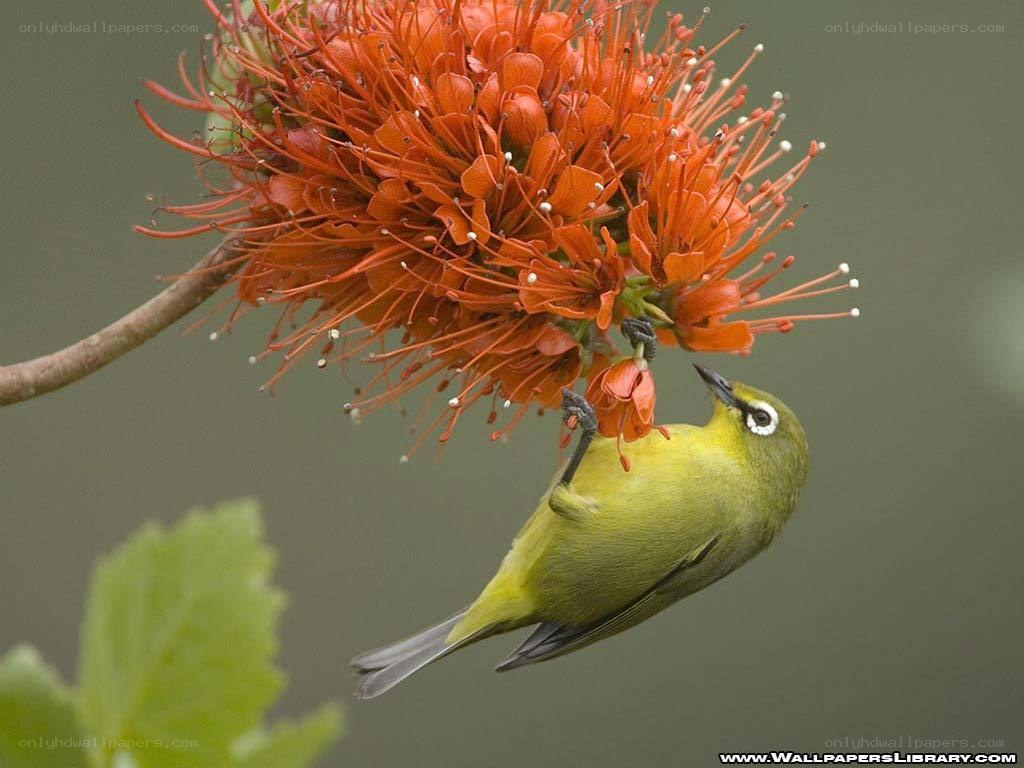 Green bird feeding on flower