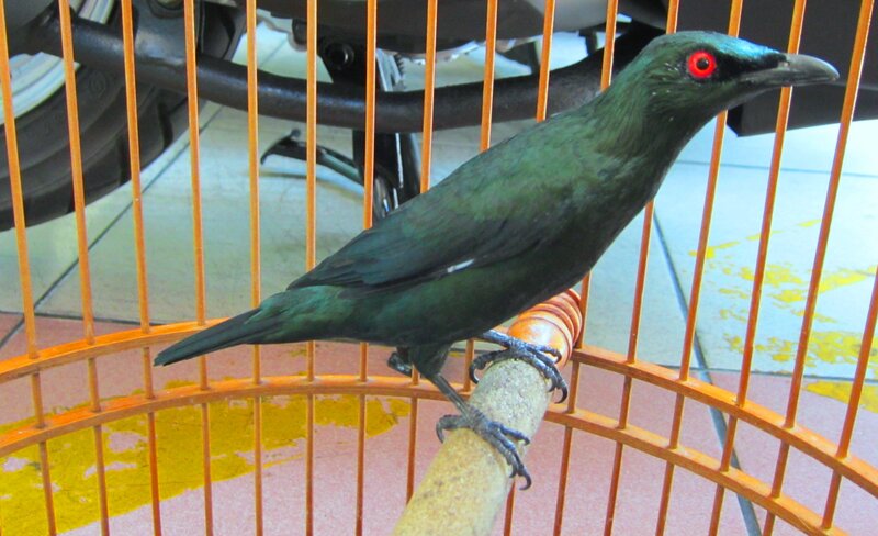 Green Bird in Cage