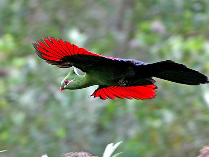 Green Bird in Flight