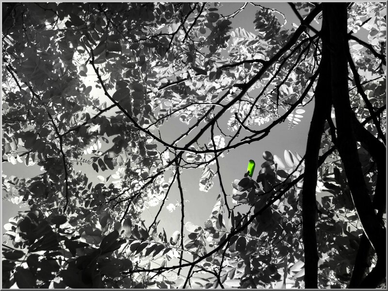 Green Bird in Tree