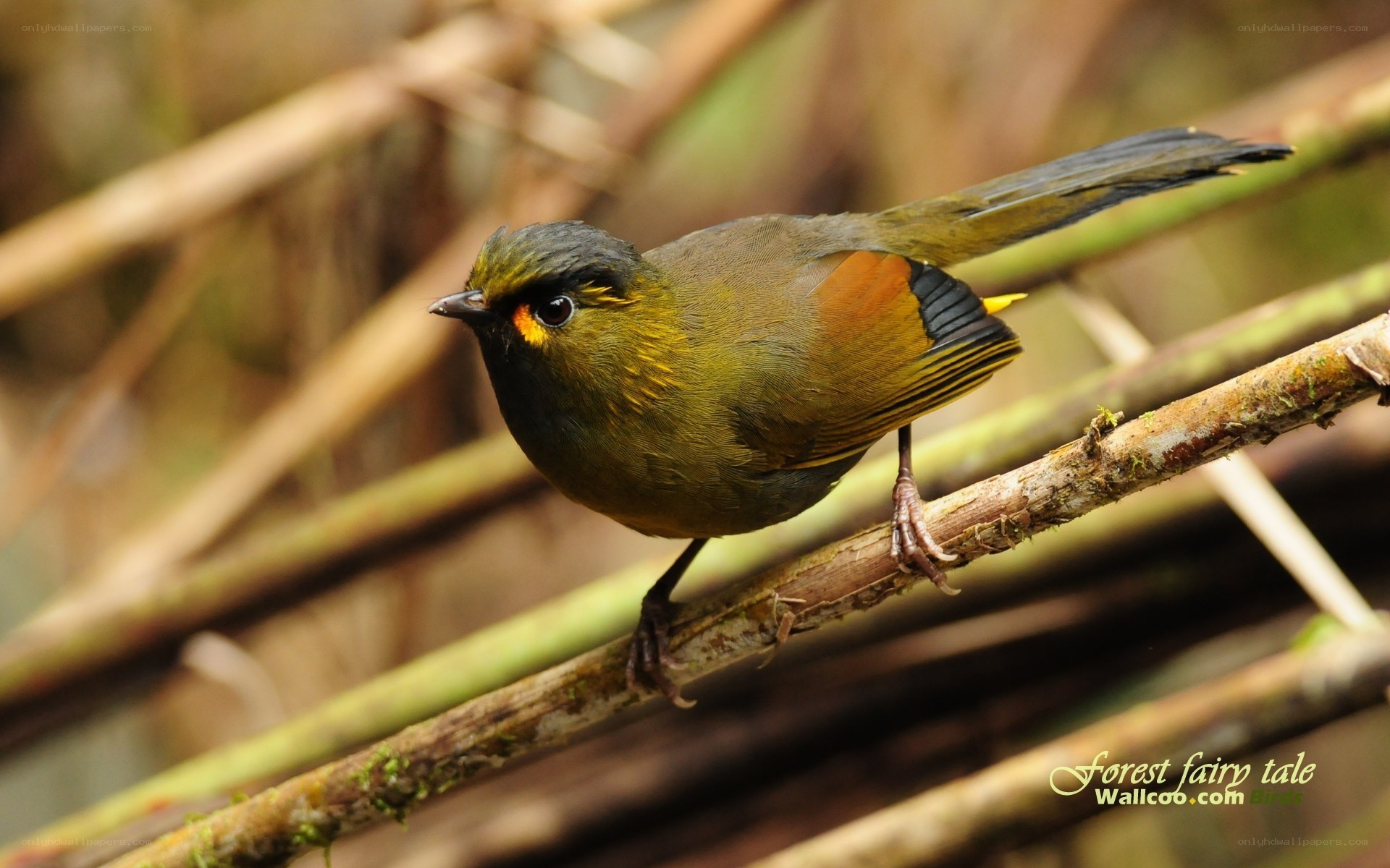 green bird on a branch