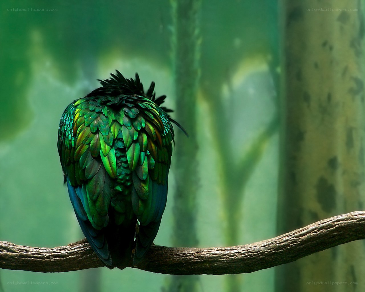 green bird on a branch