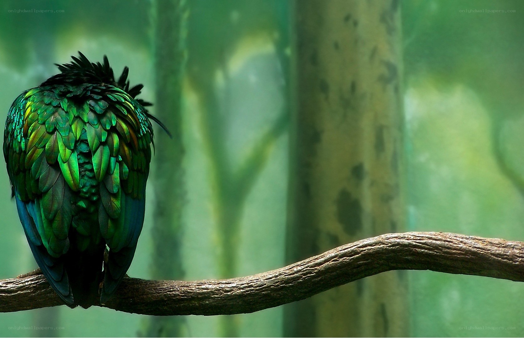 green bird on a branch