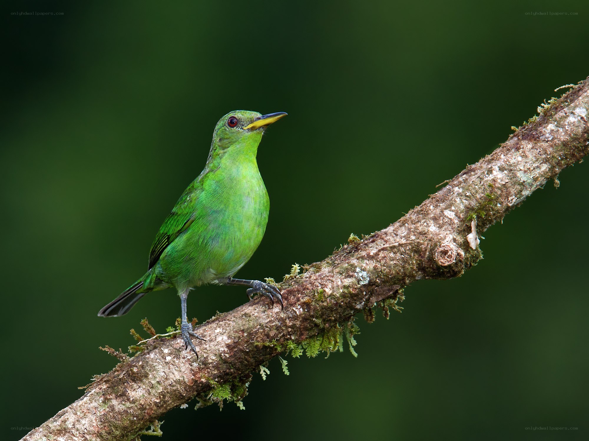 green bird on a branch