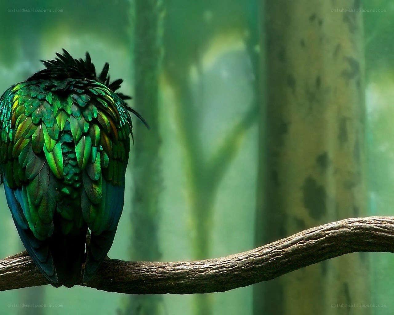 green bird on a branch