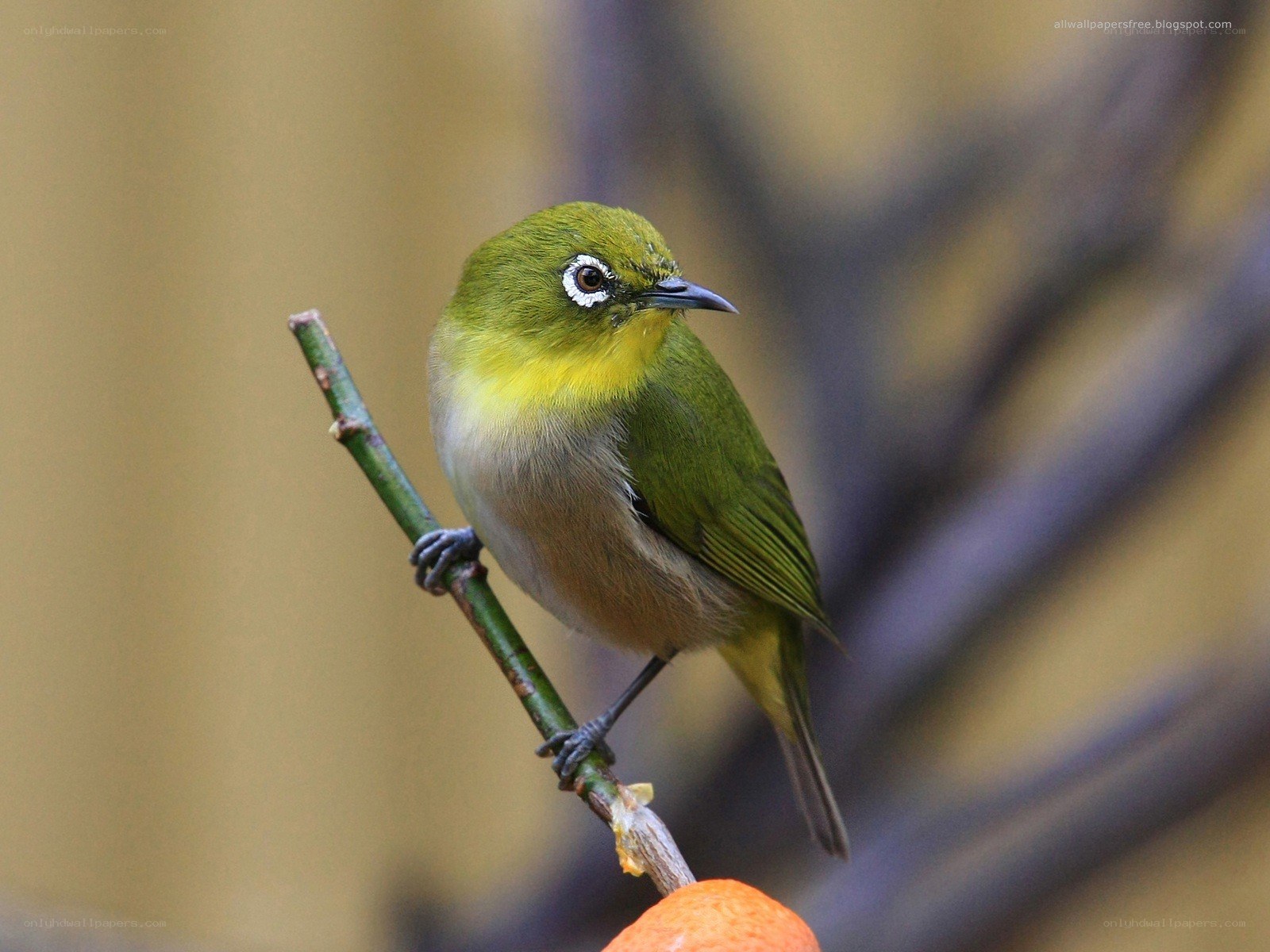 green bird on a branch
