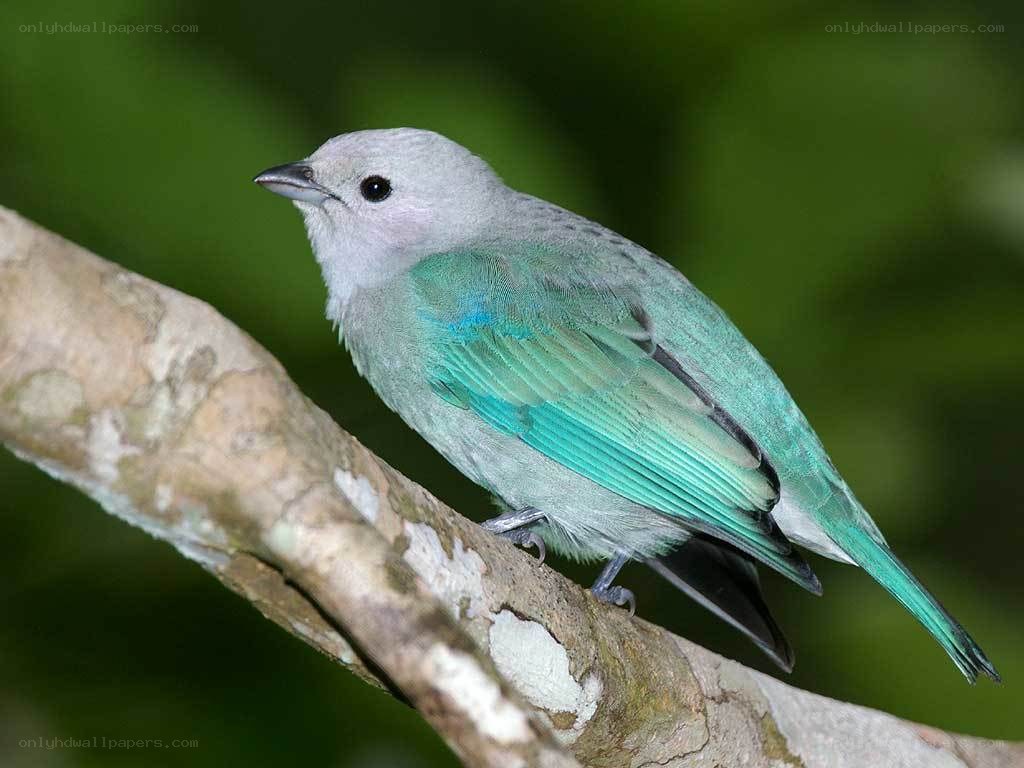 green bird on a branch