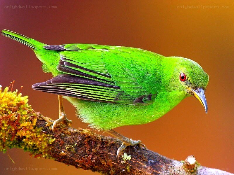 green bird on a branch