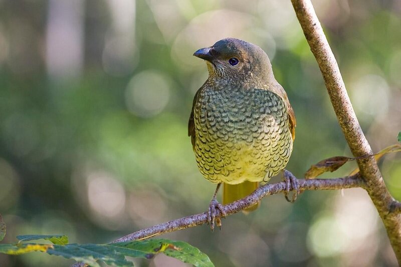 green bird on a branch