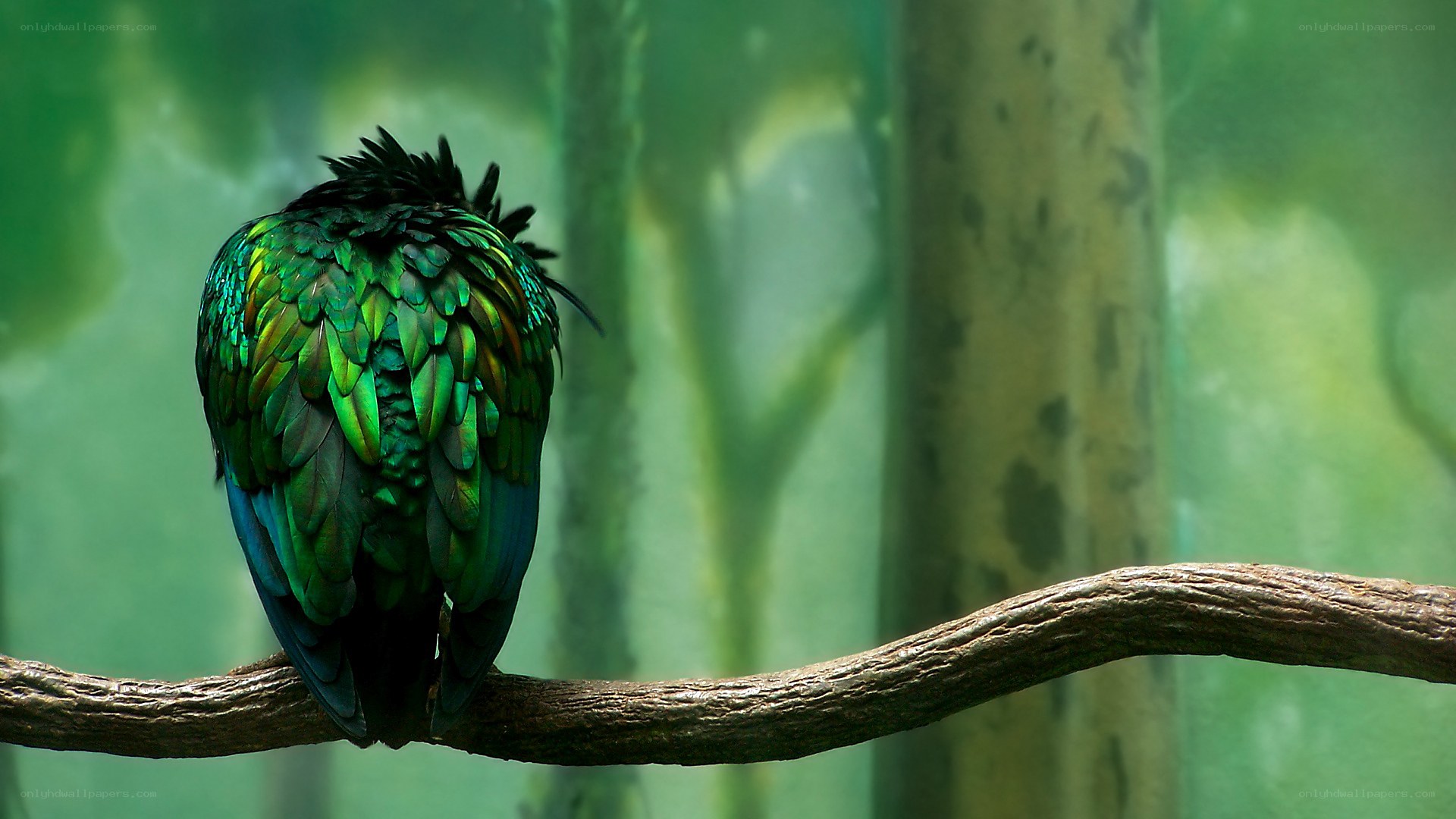 green bird on a branch