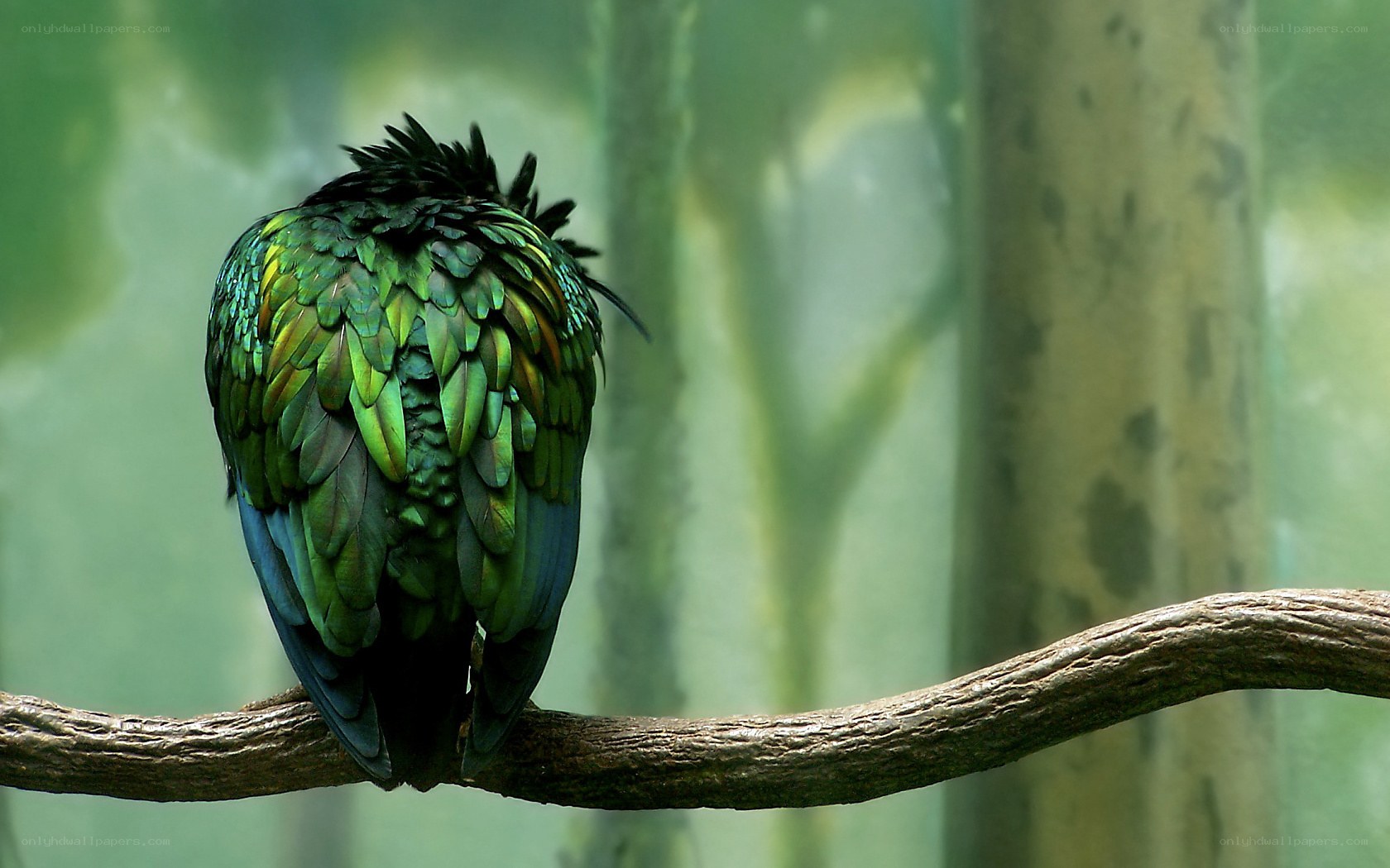 green bird on a branch