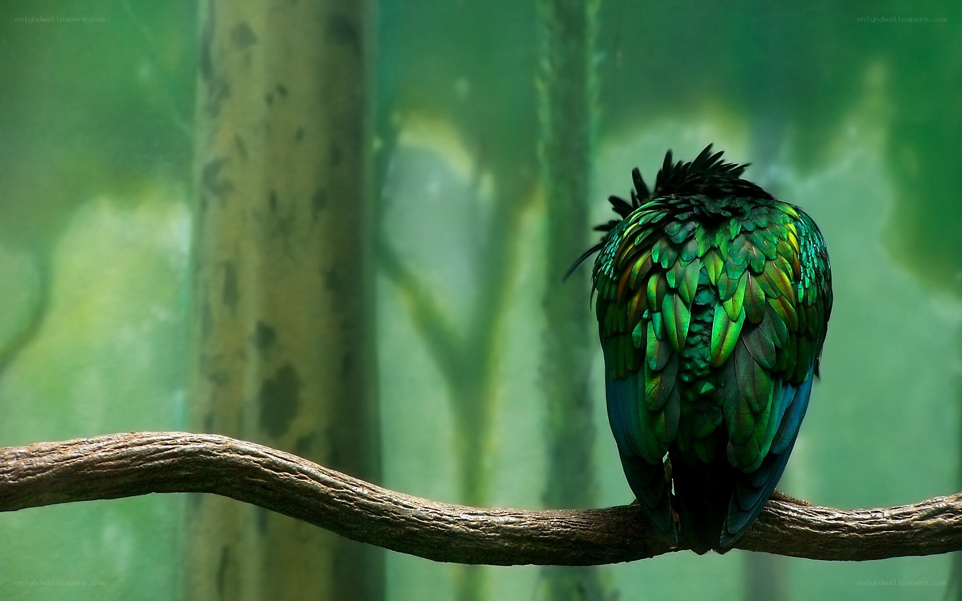 green bird on a branch