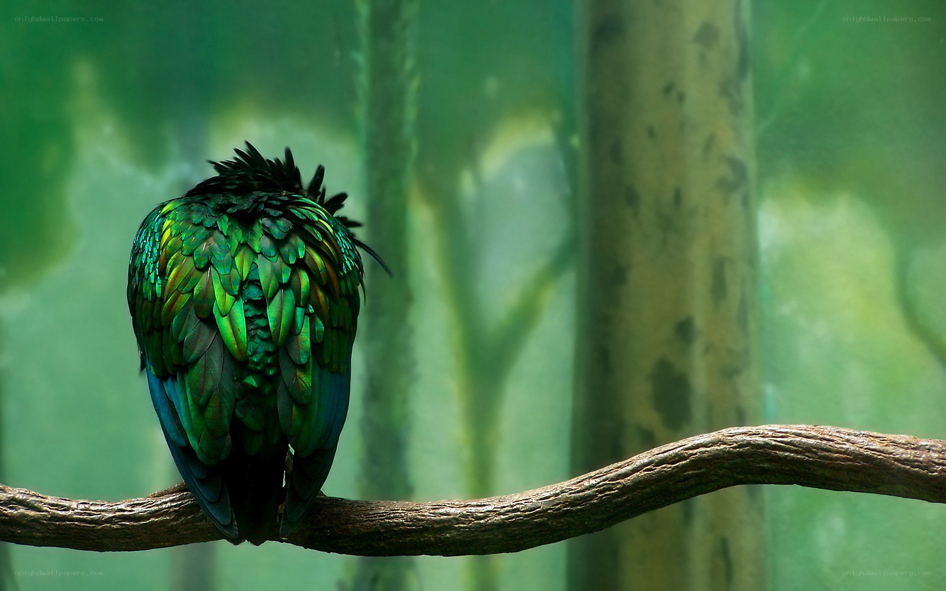 green bird on a branch