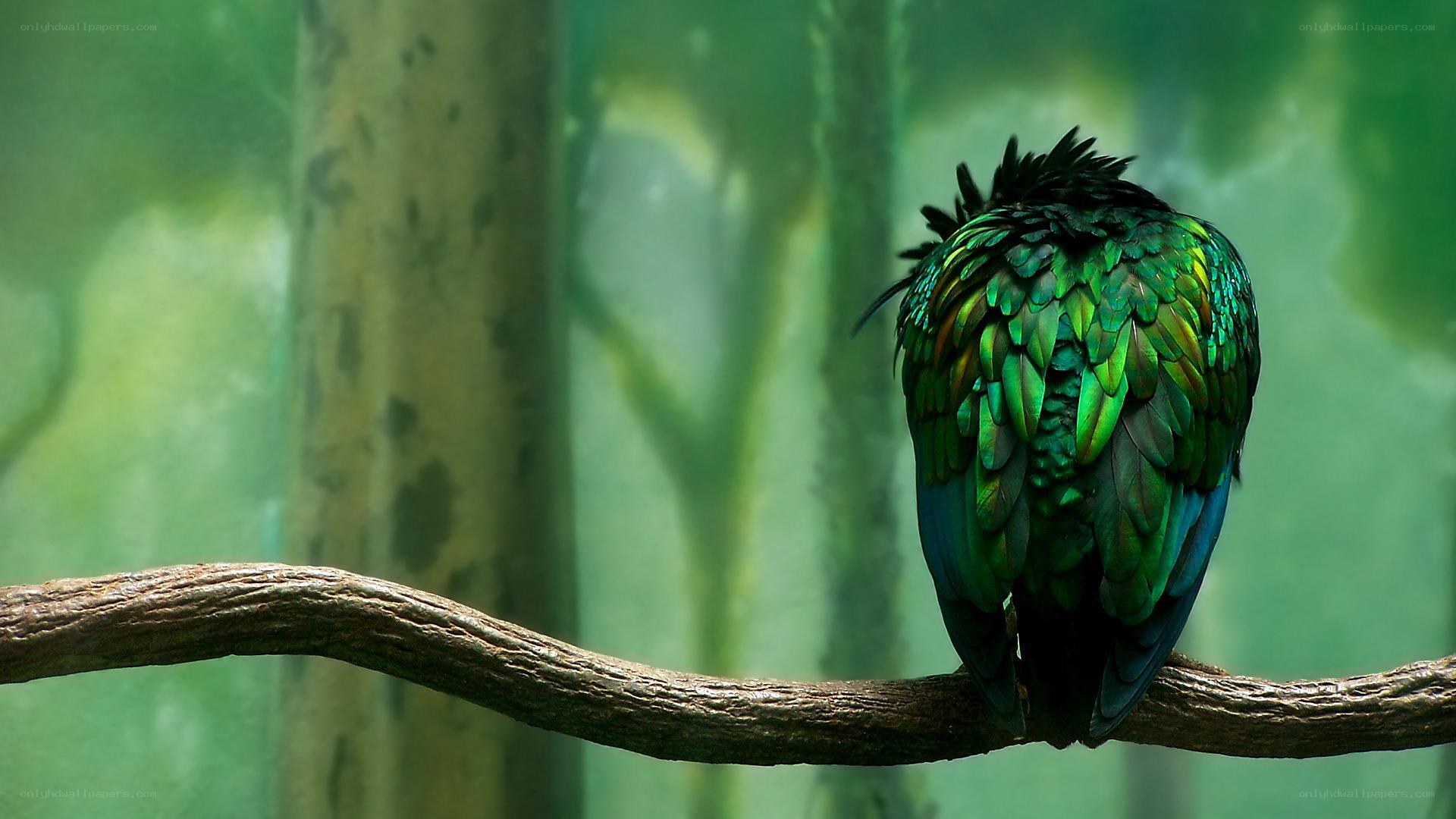 green bird on a branch