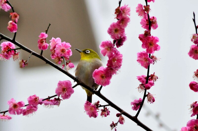 Green Bird on Blossom Branch — Pink