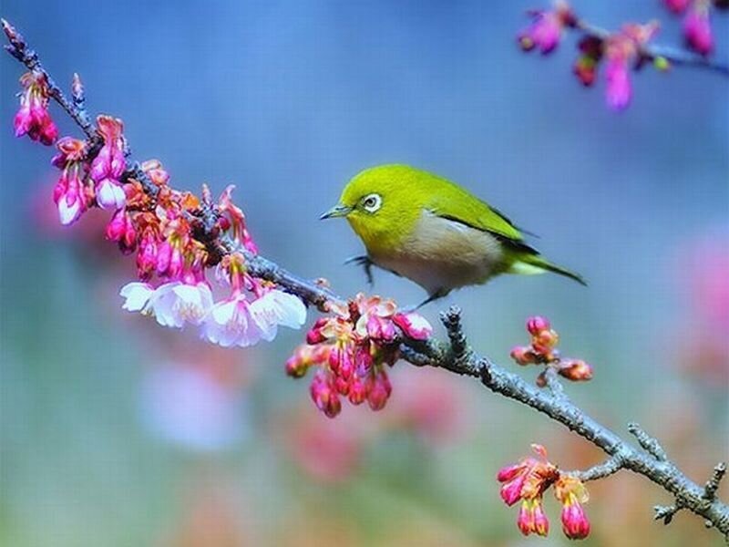 Green Bird on Blossom Branch — Serene