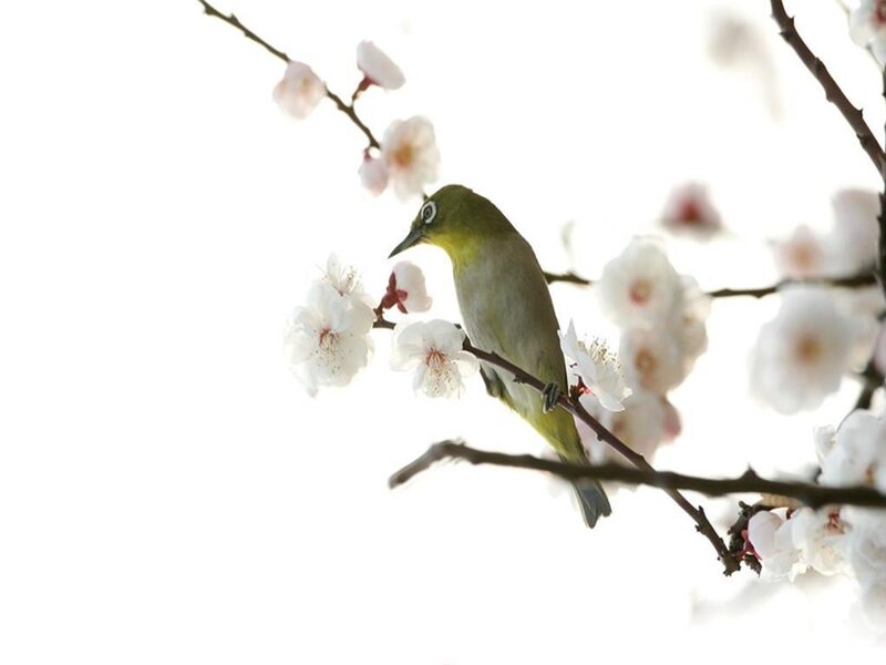Green Bird on Blossom Branch — White