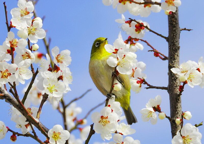 Green Bird on Blossoming Branch