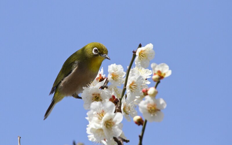 Green Bird on Blossoms — Blue