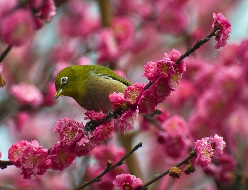 Green Bird on Blossoms
