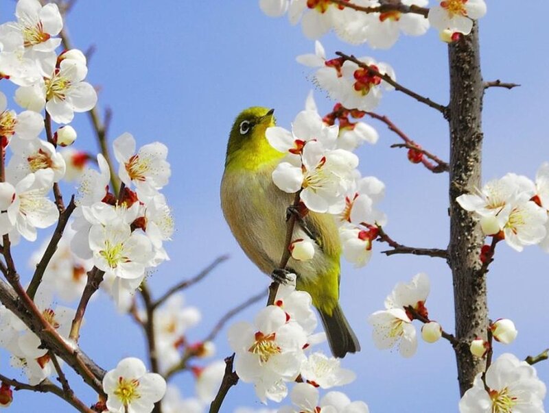 Green Bird on Blossoms — White