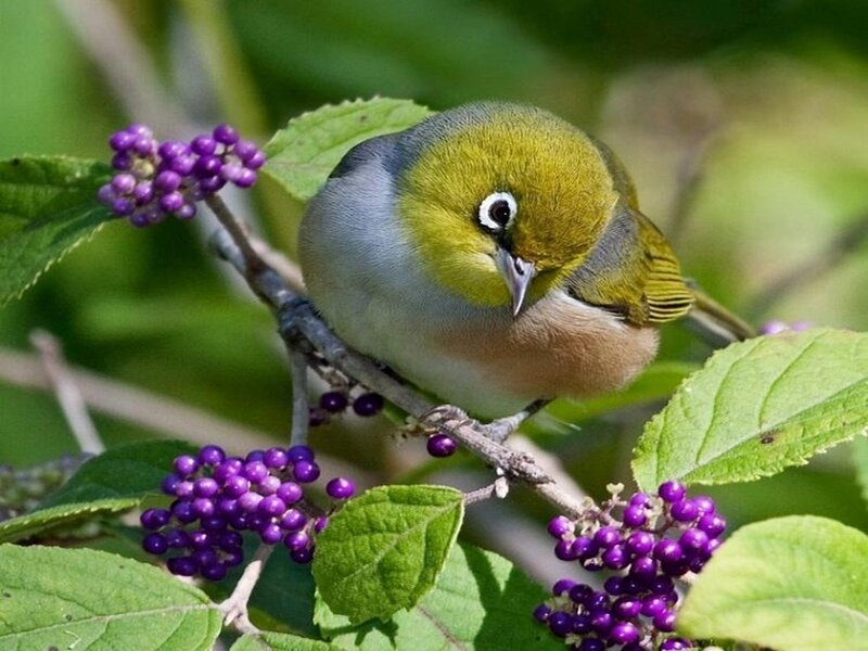 Green Bird on Branch — Calm, Afternoon