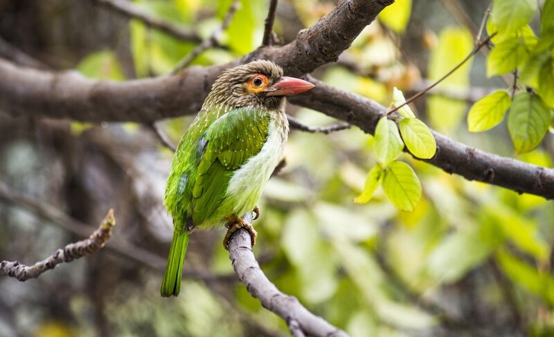 Green Bird on Branch — Calm, Morning, Photograph, Leaves