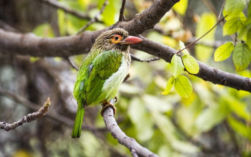 Green Bird on Branch — Calm, Morning