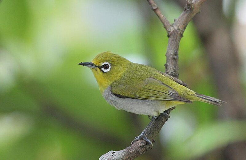 Green Bird on Branch — Calm, Photograph, Forest