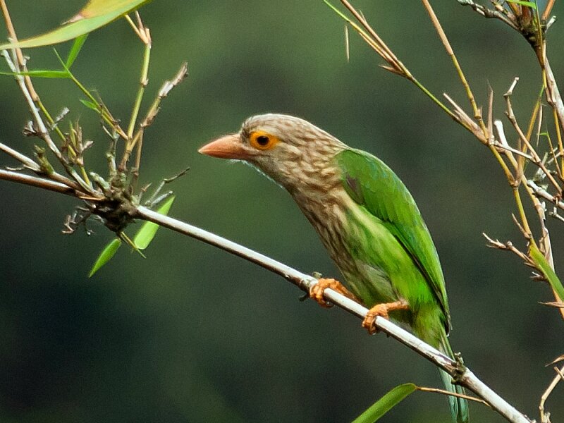 Green Bird on Branch — Calm, Photograph, Leaves