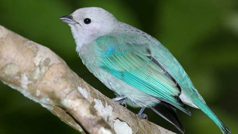 Green Bird on Branch — Calm, Photograph
