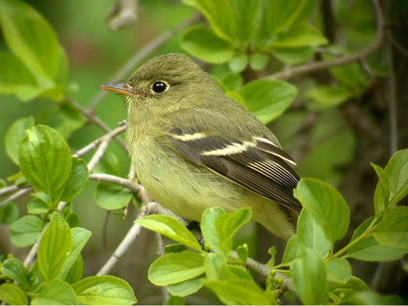Green Bird on Branch — Calm, Spring