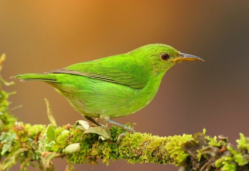 Green Bird on Branch — Calm, Sunset