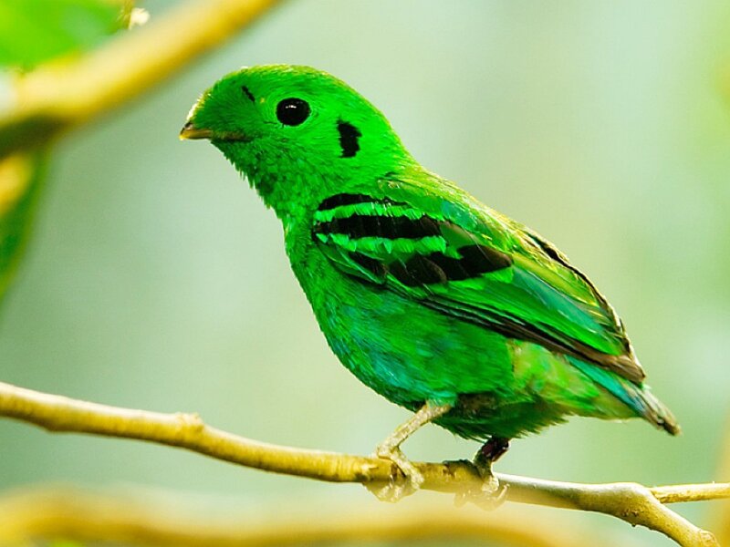 Green Bird on Branch — Calm