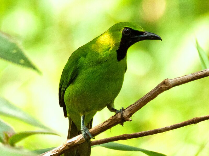 Green Bird on Branch — Natural, Afternoon
