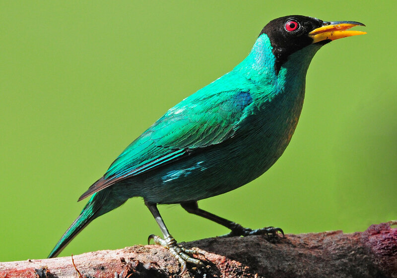 Green Bird on Branch — Natural, Photograph, Beak