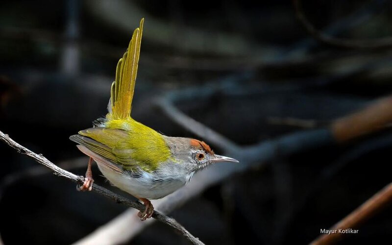 Green Bird on Branch — Natural, Photograph, Forest