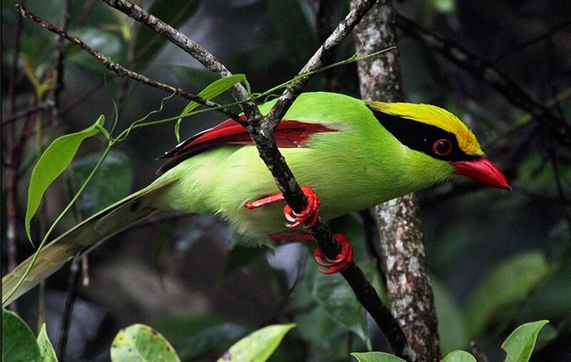 Green Bird on Branch — Natural, Photograph, Leaves, Forest