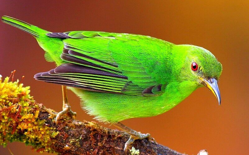 Green Bird on Branch — Natural, Photograph, Moss