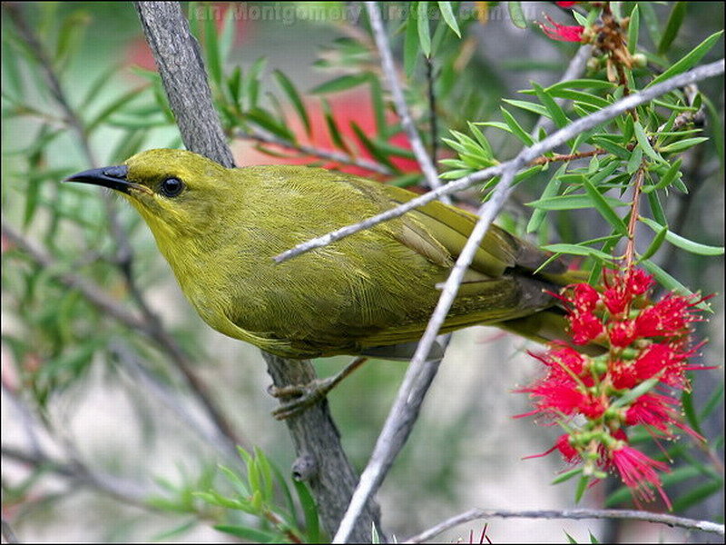 Green Bird on Branch — Natural, Photograph