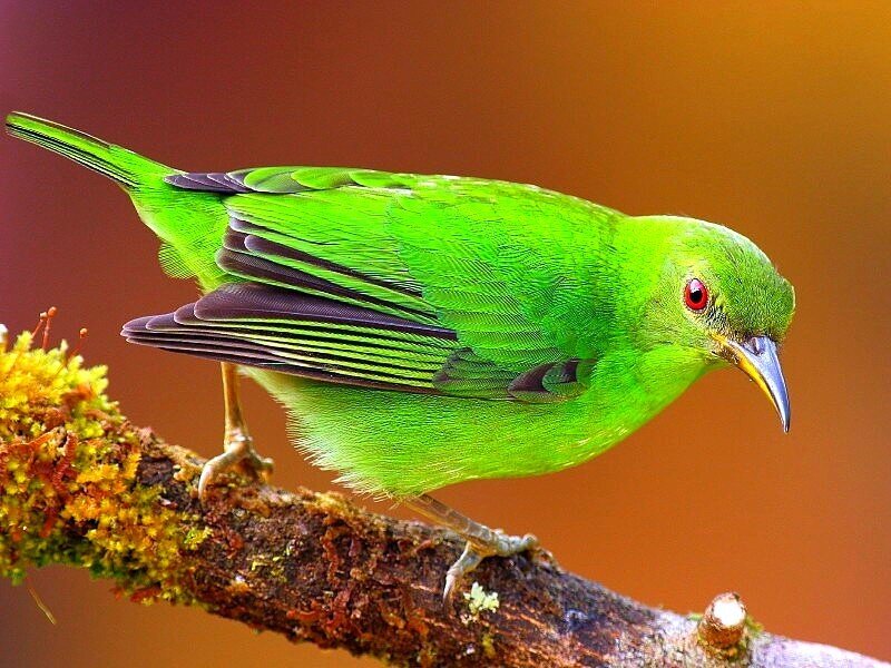 Green Bird on Branch — Natural, Sunset