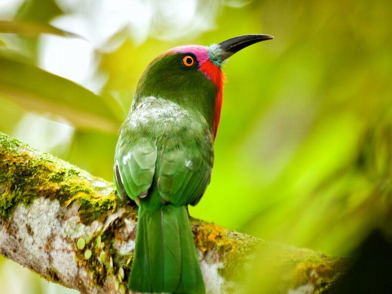 Green Bird on Branch — Natural