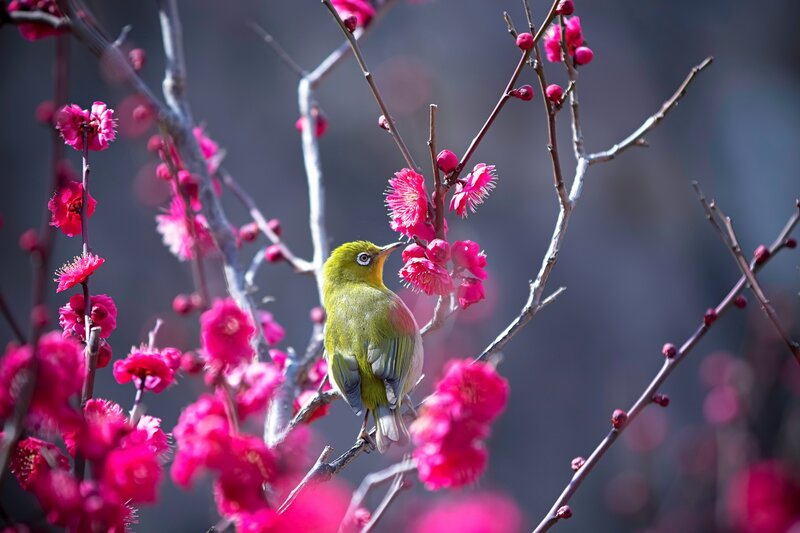 Green Bird on Branch — Pink, Serene