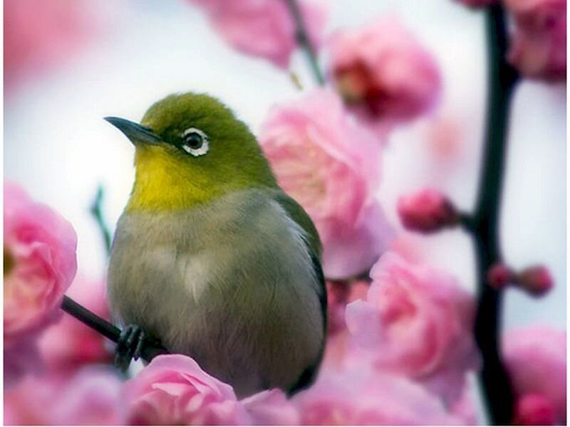 Green Bird on Branch — Pink
