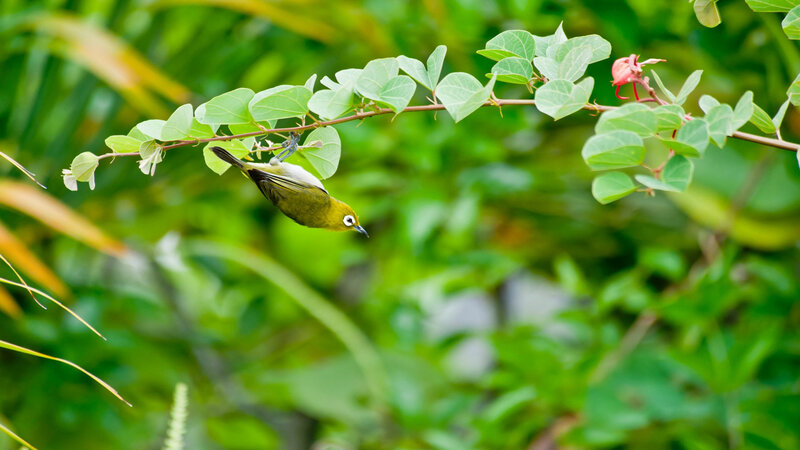 Green Bird on Branch — Serene, Morning