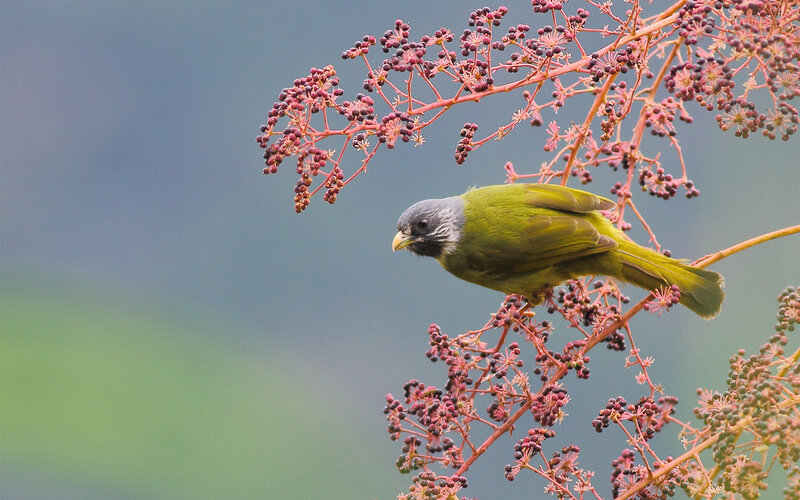 Green Bird on Branch — Serene, Photograph