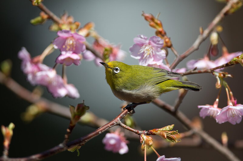 Green Bird on Branch — Serene, Spring, Photograph, Cherry Blossoms