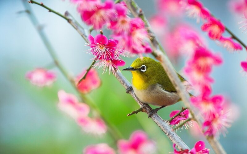 Green Bird on Branch — Serene, Spring, Photograph, Flowers